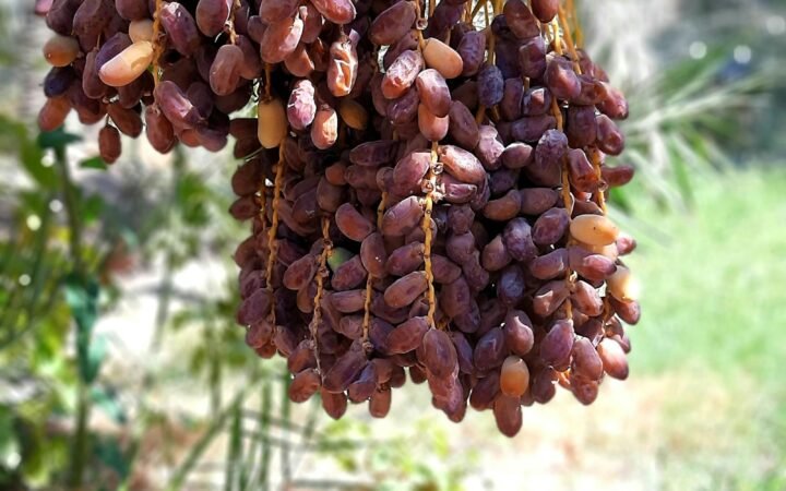 Kurma di pohonnya